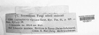 Phaeosphaeria nigrans image
